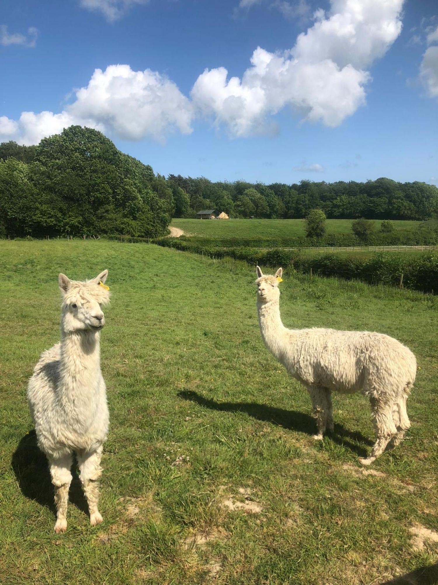 Swallows Oast Glamping Sedlescombe Exterior photo